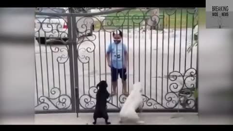 Little Sardar dance outside the gate with puppy