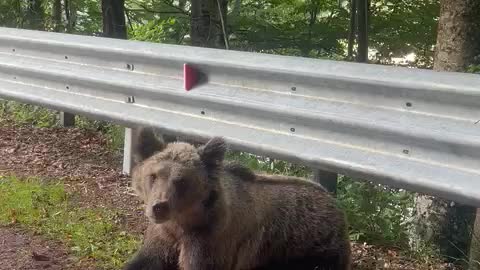 Bear chilling on the road