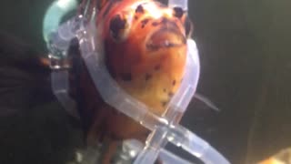 Goldfish Saved by Lifesaving Vest
