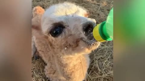 Bottle Feeding our Baby Alpaca