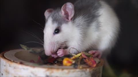 Amazing how this cute little mouse is eating with his small hands