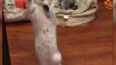 Who can dance like me😁😁....cute cat dance