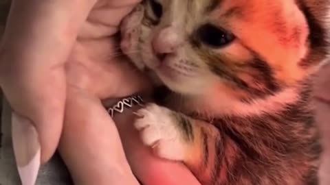 Cute Cat Being Adorable
