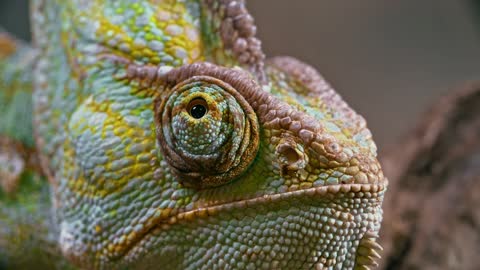 Close-up Footage Of A Chameleon Right Eye...