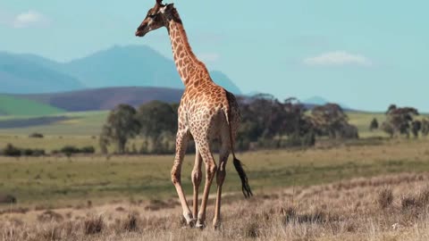 A giraffe walking in the wilderness