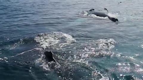 Humpback Whales Blow Bubble Net