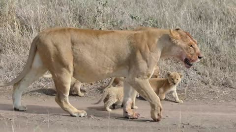 cute lion cubs enjoy first time in outside