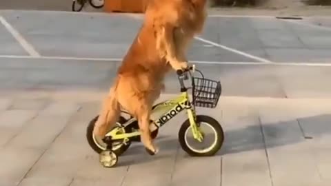 So funny 😀 Dog Riding bicycle