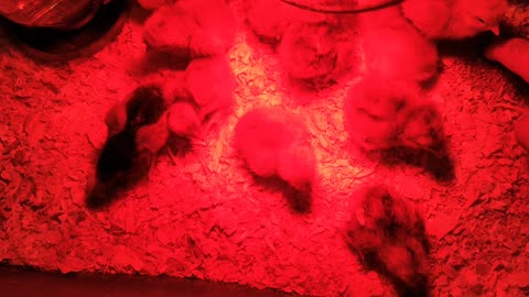 New baby chicks on the farm