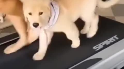 cute puggy on treadmill