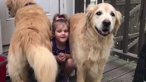 Little girl poses between two Golden Retrievers