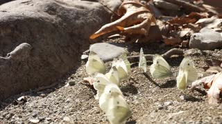 White Butterflies Queen Meeting On Ground