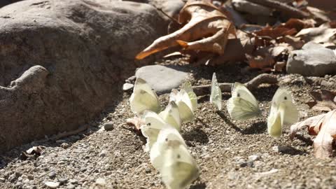 White Butterflies Queen Meeting On Ground