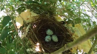 Cardinal nest and eggs