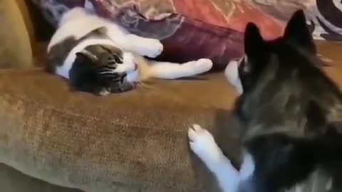 Funny Cats and Dogs videos