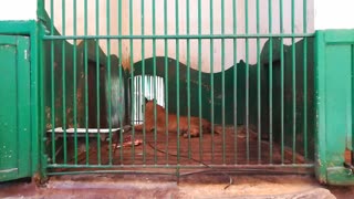 Rare Lions Wife Type Sitting Alone In Cage