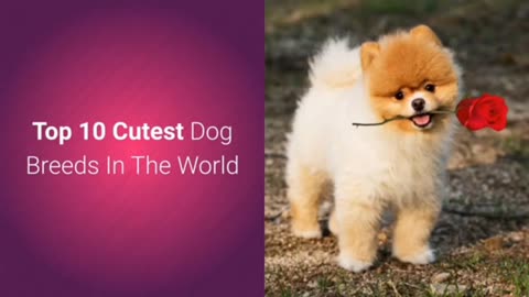 TOP 10 MOST CUTE AND ADORABLE PET