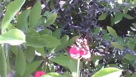 Vespa é vista sobre a flor da planta coroa de espinhos [Nature & Animals]