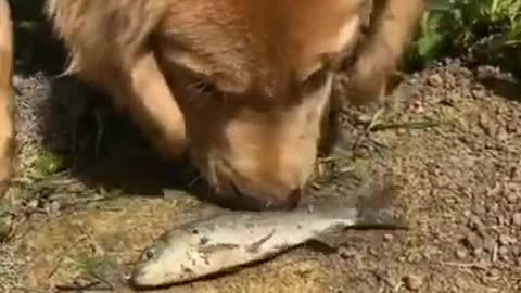 The dog saved the life of the fish