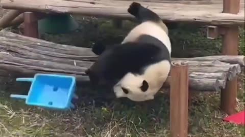 Panda bear mimicking Bull in a china shop 🤣😂