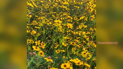 Field ful of yellow flowers