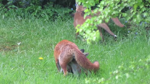 Fox puppies in back garden in London!