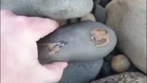 12 million year old crab covered in rock
