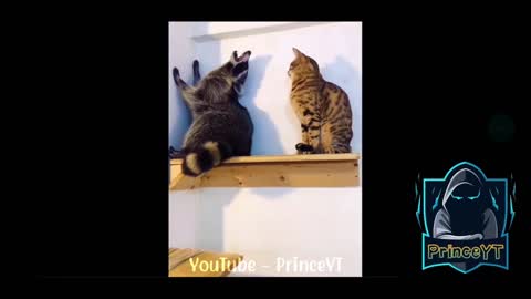 cat VS cat ! 😱