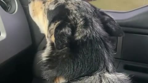 Dog is unhappy and really crying because its owner has got another pet instead