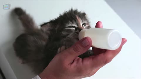 Baby cat video from training