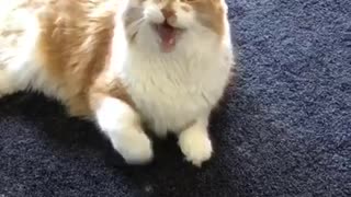 Steven The Talking Cat!