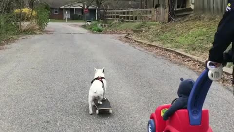 French Bulldog skateboards through park
