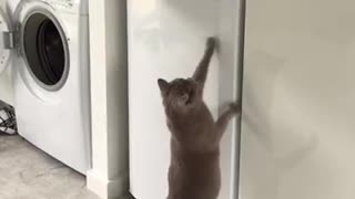 Cat Knows Exactly Where To Find The Human Food