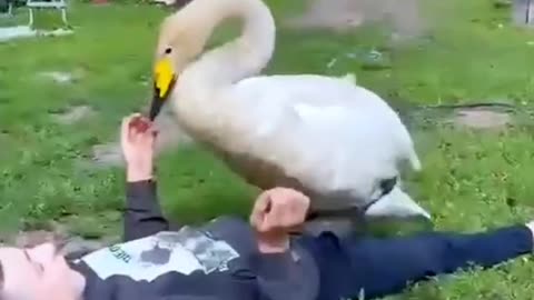 Goose stuck but suddenly some kind people rescued him