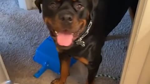 What the hell | My Dog Rottweiler | Roxy The Rottweiler | Funny Dog Video |Dog Can Talk