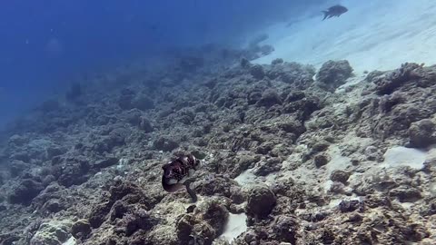 Octopus Clings to Diver's Hand