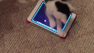 Cat video game