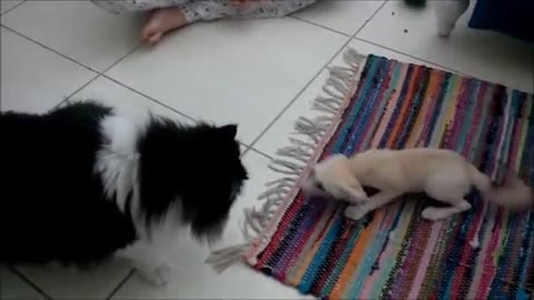 Fennec fox plays with cat