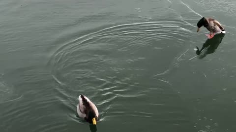 Beautiful swimming on lake. Winter time snowing