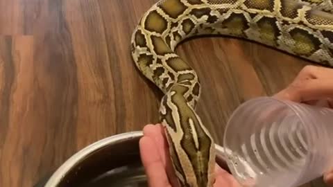 Snake Drinking Water