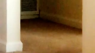 Grey cat walks into room with tennis ball