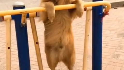 ##cute doggy ##funny #video #