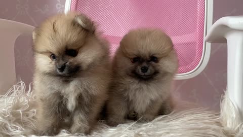 Cute puppies are looking so nice