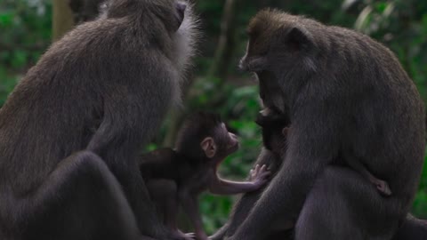 Family Monkey in the Forest