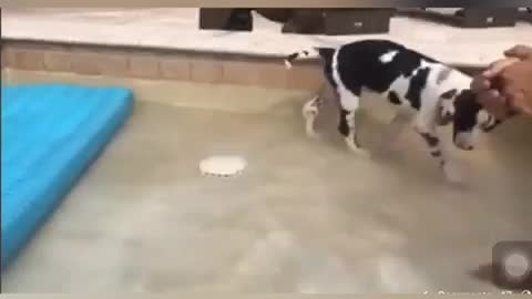 Puppy plays in the pool for the very first time