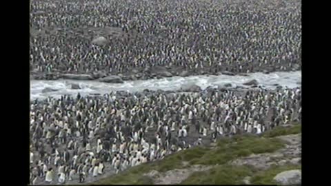 So Many Penguins