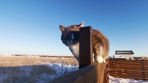 tightrope cat