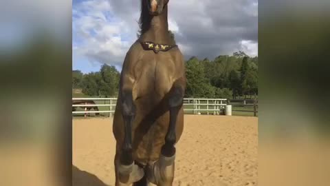 Horse rearing in slow motion