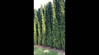 Pine Trees with nature noise