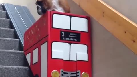 Doggo London bus